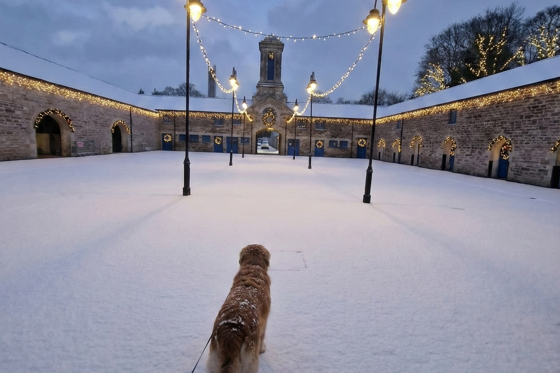 Bongo - Mahon's Dog Friendly